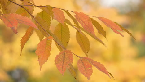 Bright-Orange-Leaves-Of-Zelkova-Serrata-During-Autumn-Season-In-Seoul,-South-Korea