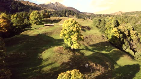 aerial-drone-footage-pushing-in-over-alpine-meadows-flying-around-sycamore-maple-tree-in-fall-colors