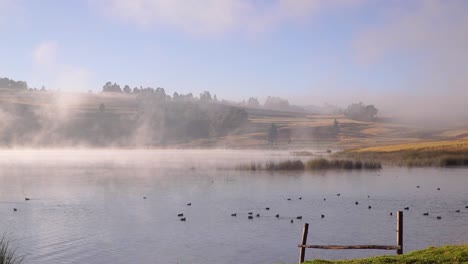 Mist-flowing-over-a-lake-filled-with-water-birds-swimming-and-feeding-in-the-morning-at-Sacred-valley-with-distant-plains,-Cusco