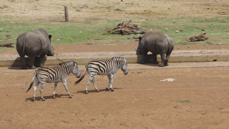 Un-Par-De-Cebras-Criadas-En-Cautiverio-Caminando-Hacia-Un-Comedero-En-Un-Recinto-De-Vida-Silvestre,-Mpumalanga,-Sudáfrica