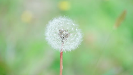 Common-Dandelion-Head-In-Bloom-Against-Shallow-Depth-Of-Field