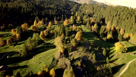 aerial-drone-footage-pushing-in-over-alpine-meadows-and-sycamore-maple-tree-in-beautiful-fall-colors-in-Grindelwald