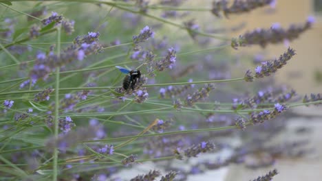 A-carpenter-bee-or-purple-xylocope-or-black-bumblebee-foraging-on-wild-lavender-during-the-day