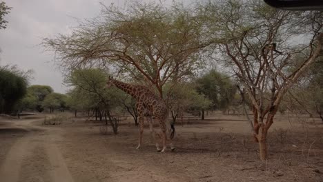 A-giraffe-walks-away-slowly-from-the-camera