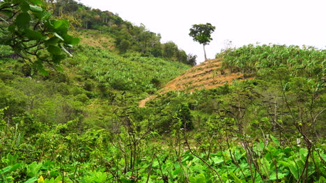 Vista-Estática-Del-árbol-Solitario-En-Una-Colina-Después-De-La-Deforestación