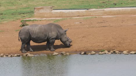 A-white-rhino-standing-motionless-along-the-edge-of-a-waterhole-as-a-large-oryx-cautiously-approaches-in-a-wildlife-enclosure,-Mpumalanga,-South-Africa