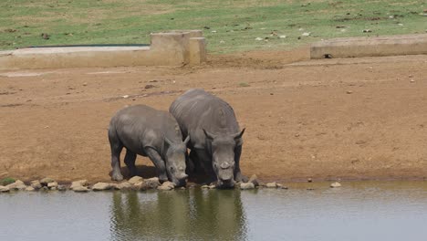 A-pair-of-rhinoceros-drinking-at-a-waterhole,-the-larger-animal-missing-its-horn-to-protect-it-from-the-threat-of-poachers,-Mpumalanga,-South-Africa