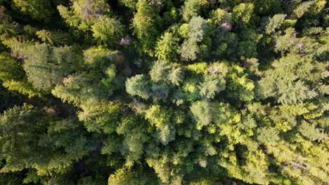 Top-down-sliding-drone-footage-of-a-mixed-Canadian-forest-in-morning-sunlight