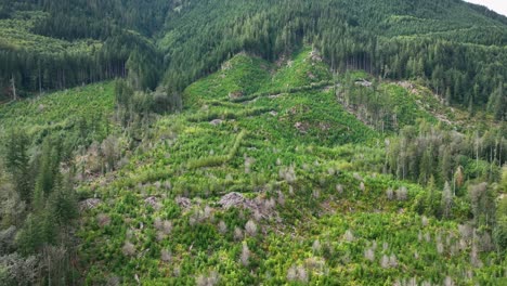 Luftaufnahme-Eines-Berghangs,-Der-Kürzlich-Wegen-Seiner-Ressourcen-Abgeholzt-Wurde