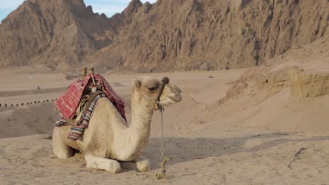 Camello-Descansa-Pacíficamente-Sobre-La-Superficie-Del-Suelo-Del-Desierto-En-Una-Zona-Montañosa-Seca