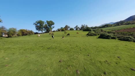 Cinematic-FPV-flight-over-a-countryside-green-meadow-with-many-horses-walking-and-grazing
