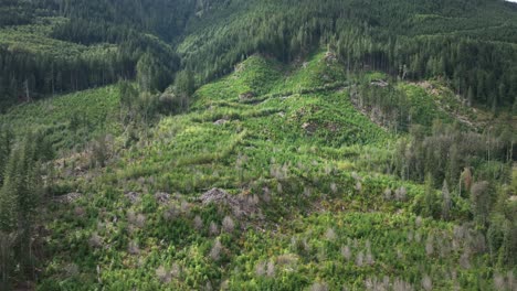 Rising-aerial-view-of-a-forest-that's-been-leveled-for-lumber