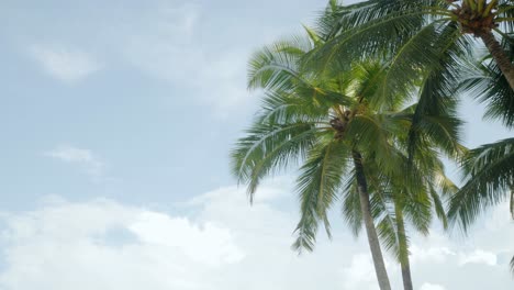 Blick-Auf-Kokospalmen-Gegen-Himmel-In-Strandnähe-Auf-Der-Tropischen-Insel-Mit-Sonnenlicht-Durch