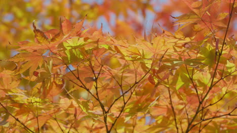 Attraktive-Japanische-Ahornblätter-In-Herbstfarben