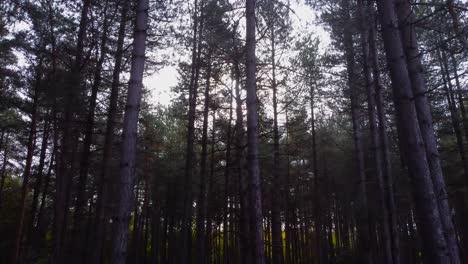 Flying-into-forest-canopies,-dark-moody-forest-landscape