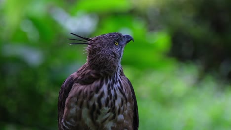 Listening-and-looking-towards-its-left-side,-curious-to-know-what's-up,-Pinsker's-Hawk-eagle-Nisaetus-pinskeri,-Philippines
