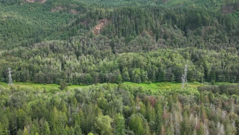 Breite-Seitenansicht-Von-Versorgungskabeln,-Die-Durch-Washingtons-Dichte-Wälder-Verlaufen
