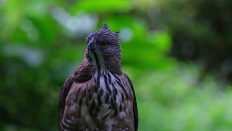Shaking-its-head-and-turns-to-its-right-then-yawns-while-displaying-its-crest,-Pinsker's-Hawk-eagle-Nisaetus-pinskeri,-Philippines