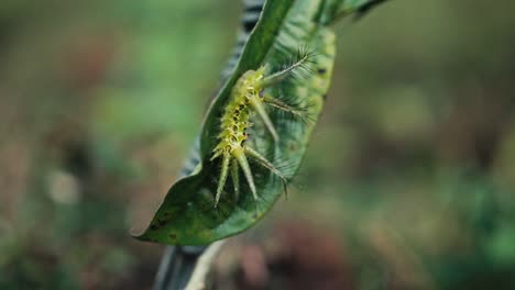 Limacodidae-Mottengrüne-Raupe-Mit-Großen-Spitzen-Und-Bunten-Mustern-Auf-Einem-Blatt