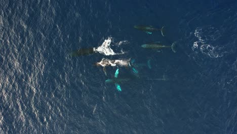 Pod-of-Humpback-whales-in-the-open-sea---overhead,-aerial-view