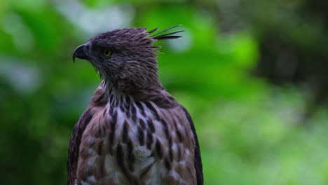 Looking-to-the-left-while-the-camera-zooms-out,-Pinsker's-Hawk-eagle-Nisaetus-pinskeri,-Philippines