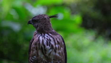 Looking-to-the-left-with-its-crest-pointing-out-then-turns-its-head-to-the-right,-Pinsker's-Hawk-eagle-Nisaetus-pinskeri,-Philippines