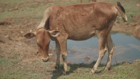 Static-handheld-slow-motion-shot-of-a-grazing-cow-standing-by-a-puddle-of-dry-grass-with-a-calf-in-the-background