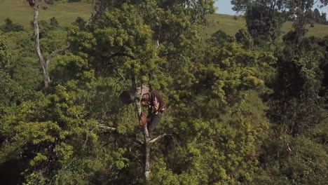 4K-Drohne-Luftaufnahme-Eines-Mannes-Oben-In-Einem-Baum,-Der-Honig-Aus-Einem-Bienenstock-In-Kenia-Sammelt