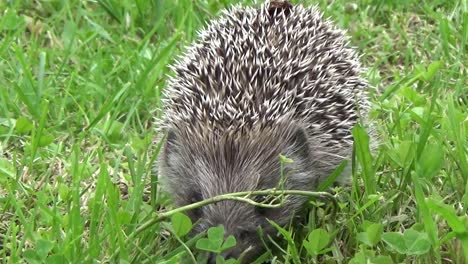 Hedgehog-is-walking-through-green-grassy-surface-and-curiously-searching-for-food