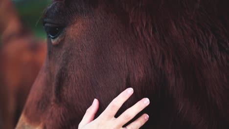 Close-up-of-woman-petting-a-horse,-another-horse-visible-in-blurred-background