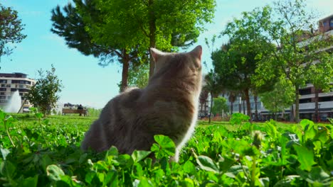 Cat-outside-in-a-park-on-the-grass-during-sunshine-day,-looking-and-observing-the-area