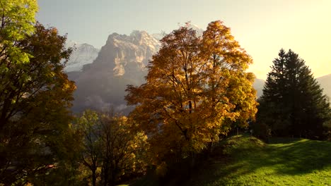 aerial-drone-footage-rising-up-and-revealing-picturesque-sunset-view-of-sycamore-maple-tree-and-Eiger-North-Face