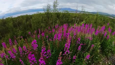 Punto-De-Vista-Caminando-Junto-A-Flores-Silvestres-De-Color-Púrpura-Brillante-En-Suecia