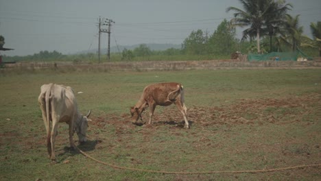 Toma-Manual-De-Gran-Angular-De-Vacas-Pastando-En-Un-Campo-Con-Hierba-Durante-Un-Día-Soleado-De-Verano