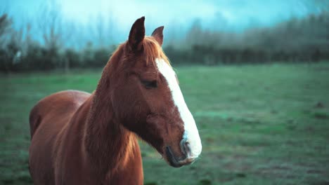 Cinematic-shoot-of-a-horse,-standing-alone-outside-in-an-open-field,-observing-area