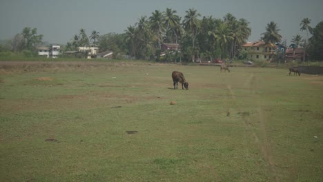 Static-handheld-shot-of-a-wide-field-with-grazing-cows-with-trees-and-buildings-in-the-background-during-a-sunny-day