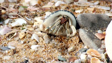 Hermit-crab-is-slowly-moving-over-sandy-beach-surface-filled-with-stones-and-small-rocks