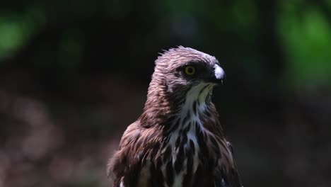 Looking-sharply-to-the-right-and-then-turns-its-head-exposing-its-crest,-Pinsker's-Hawk-eagle-Nisaetus-pinskeri,-Philippines
