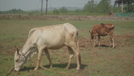 Static-slow-motion-sht-of-a-tethered-white-and-a-brown-cow-grazing-on-a-field-during-a-sunny-day