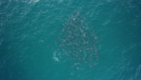 Aerial-view-above-a-squadron-of-Mobula-Rays-in-turquoise-waters-of-America---overhead,-drone-shot