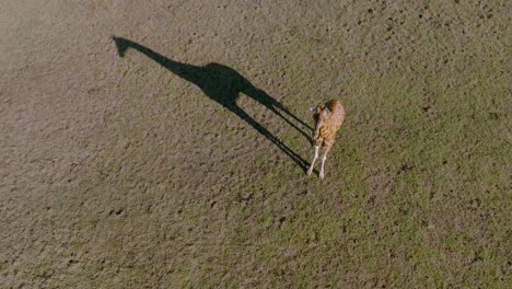 Aerial-view-of-a-Lonely-giraffe-satding-in-a-grassfield-during-a-sunny-day