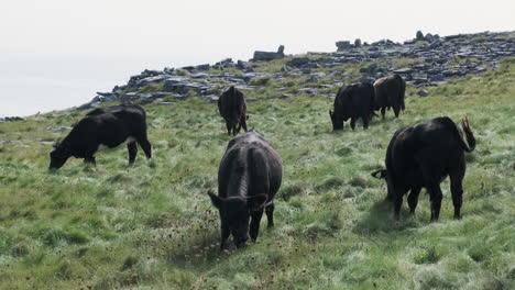 Cattle-grazing-in-green-Irish-meadow-with-rocks-in-the-background