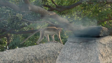 Monkey-is-eating-near-a-big-rock-with-smoke-at-a-Mumbai-national-park,-India