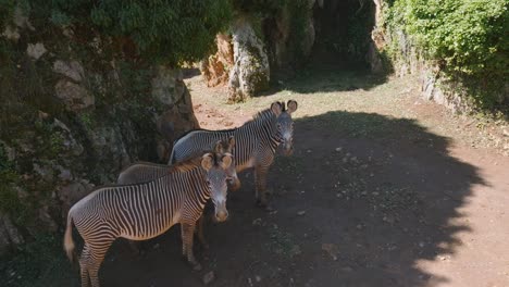 Drei-Zebras-Kühlen-Sich-An-Einem-Heißen-Sonnigen-Tag-Im-Schatten-Ab