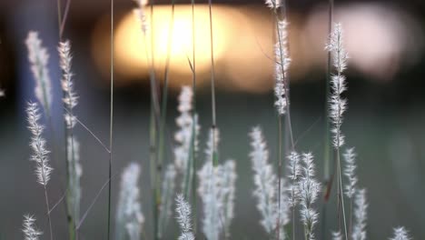 Isolated-stalks-of-wild-grass,-the-ones-center-frame-defocused-and-the-ones-on-the-outside-in-focus