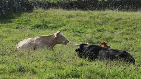 Vacas-Pastando-En-Pastos-De-Hierba-En-La-Isla-De-Inishmore