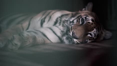 Nahaufnahme-Eines-Tigers-In-Einem-Käfig,-In-Einem-Nationalpark-Von-Mumbai,-Indien