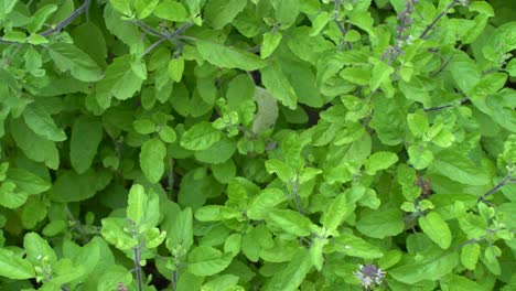 Holy-basil-or-Tulsi-An-Ayurvedic-Plant-Tulsi-has-been-used-as-a-medicine-in-Hindu-scriptures-since-ancient-times