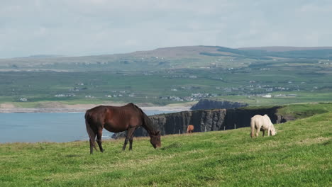 Horse-Grazing-in-Grass-Meadow-with-beautiful-sea-cliff-and-bay-in-the-background