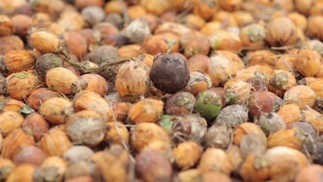 Tropical-Areca-nuts,-Betel-nut-seeds-in-shells